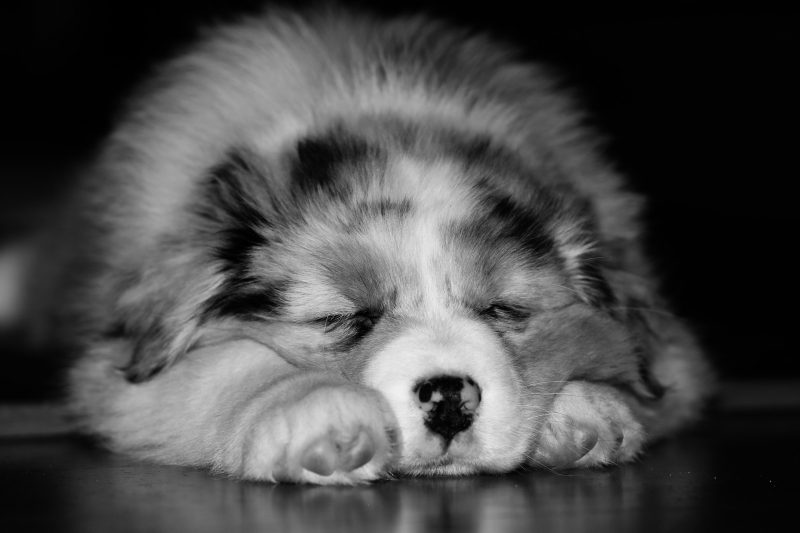 sleep puppy